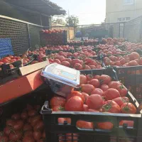 فروش گوجه شبستر
