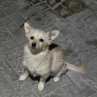 سگ ها هر دو فروشی دوتاش 4 تومن|سگ|سیرجان, |دیوار