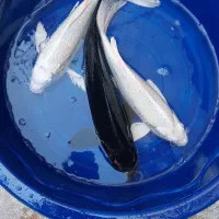 ماهی کوی از ریز تا مولد|ماهی|اصفهان, کارلادان|دیوار