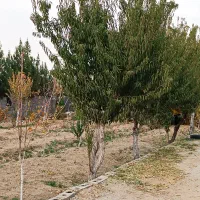 باغ استسنایی|فروش زمین و ملک کلنگی|اسلام‌شهر, کاشانک|دیوار