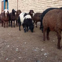 بره نروماده ریز وبره ماده درشت