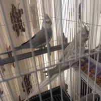 عروس هلندی وایت فیس