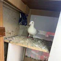 شامی مسافتی سفید|پرنده|سهند, |دیوار