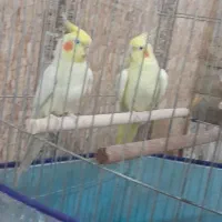 عروس هندی مولد|پرنده|بند زرک, |دیوار