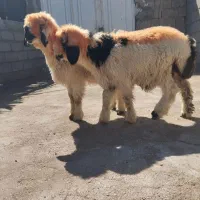 بره نر معاوضه با جو|حیوانات مزرعه|بهمن صغاد, |دیوار