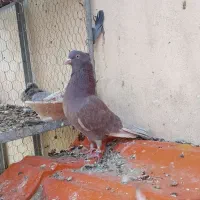 ماده سرخ کاکلی پرشی برگشته