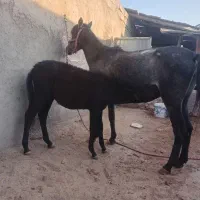 قاطر|حیوانات مزرعه|سبزوار, کوی گلستان|دیوار