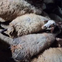 گوسفند فروشی|حیوانات مزرعه|بیجار, |دیوار