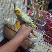 طوطی عروس هلندی بچ|پرنده|مریوان, |دیوار