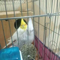 .عروس پاریس در هویزه.