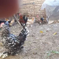 تخم مرغ نطفه دار|حیوانات مزرعه|تهران, دهم فروردین|دیوار