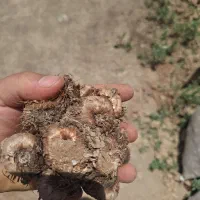 فروش پیاز زعفران