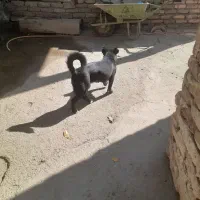 سگ  پاکوتاه