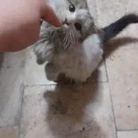 واگذاری کاملا رایگان بچه گربه DLH مودب|گربه|تهران, زرگنده|دیوار