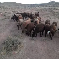 ۳۸تا بره در حد شیشک|حیوانات مزرعه|کوهدشت, |دیوار