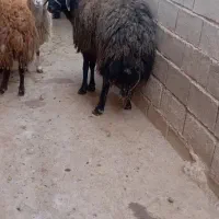 یک عدد گوچ ۲ساله