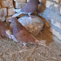 دو جفت کفتر سرخ پرشی|پرنده|فریدونشهر, |دیوار