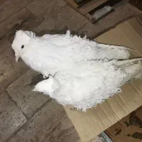 کفتر جکسون و شامپیون