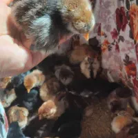 فروش جوجه محلی یه هفته ای
