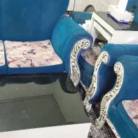 ۷ نفره|مبلمان خانگی و میز عسلی|قرچک, زیبا شهر|دیوار