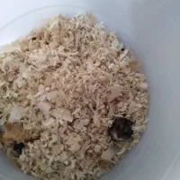 همستر