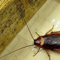 سمپاشی سوسک وساس