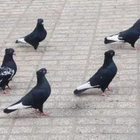 کفتر سینه سیاه کبوتر