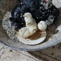 مرغ وخروس گلین لری