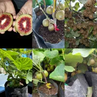 کیوی خونی سبز طلایی درجه یک گلدانی