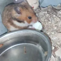 همستر ماده سوری حامله