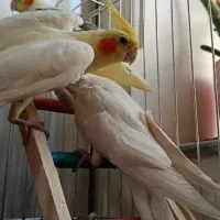 عروس هلندی