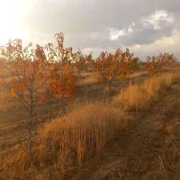 باغ|فروش دفتر صنعتی، کشاورزی، تجاری|قروه, |دیوار