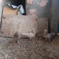 هفرنگ‌ماده