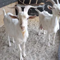 بز سانن نر و ماده و 2 تا بزغاله