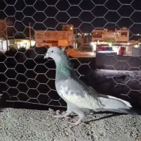 سینه سبزو سوسنی