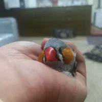 فنچ|پرنده|الیگودرز, |دیوار