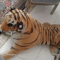 ببر سالم وتمیز مرتب