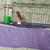 قناری سوخته ترکی|پرنده|شاهینشهر, طالقانی|دیوار