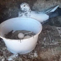 کبوتر|پرنده|سیمین شهر, |دیوار