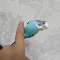 مرغ عشق دستی