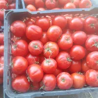 گوجه کوهسرخ