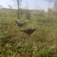 جوجه مرغ و  جوجه خروس