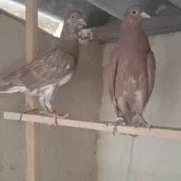 کبوتر انگلیسی|پرنده|تهران, تهرانپارس غربی|دیوار