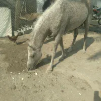 اسب عرب تیزروو