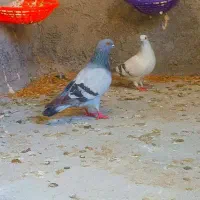 فرش شامی قدیمی