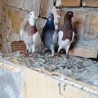 کبوتر|پرنده|کرمانشاه, |دیوار