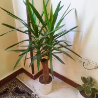 گل آپارتی سه گل با گلدونای سرامیکی|گل و گیاه طبیعی|چهاردانگه (تهران), |دیوار