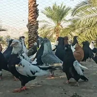 بهبهانی و شهری نرو ماده|پرنده|شیراز, بازار|دیوار