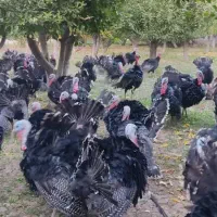 فروش بوقلمون محلی انگلیسی