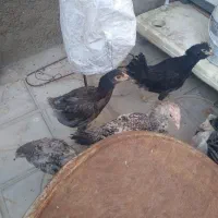 خروس و جوجه لاری|حیوانات مزرعه|شیراز, شهرک مهدی‌آباد|دیوار